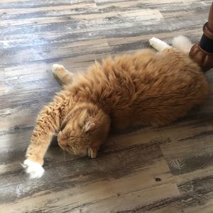 Meet your Posher, Briana